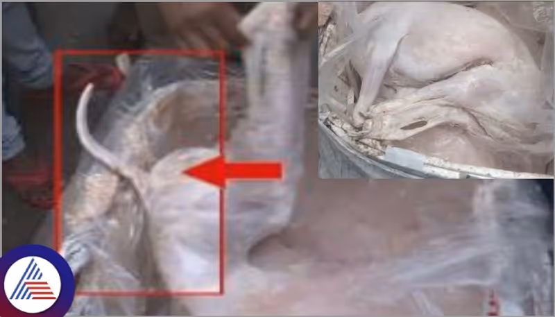 Bengaluru Meat Mafia : ಬಗೆದಷ್ಟೂ ಬಿಗಡಾಯಿಸುತ್ತಲೇ ಇದೆ ರಾಜಸ್ಥಾನದಿಂದ ಬೆಂಗಳೂರಿಗೆ ಬಂದ ಮಾಂಸ ಪ್ರಕರಣ!