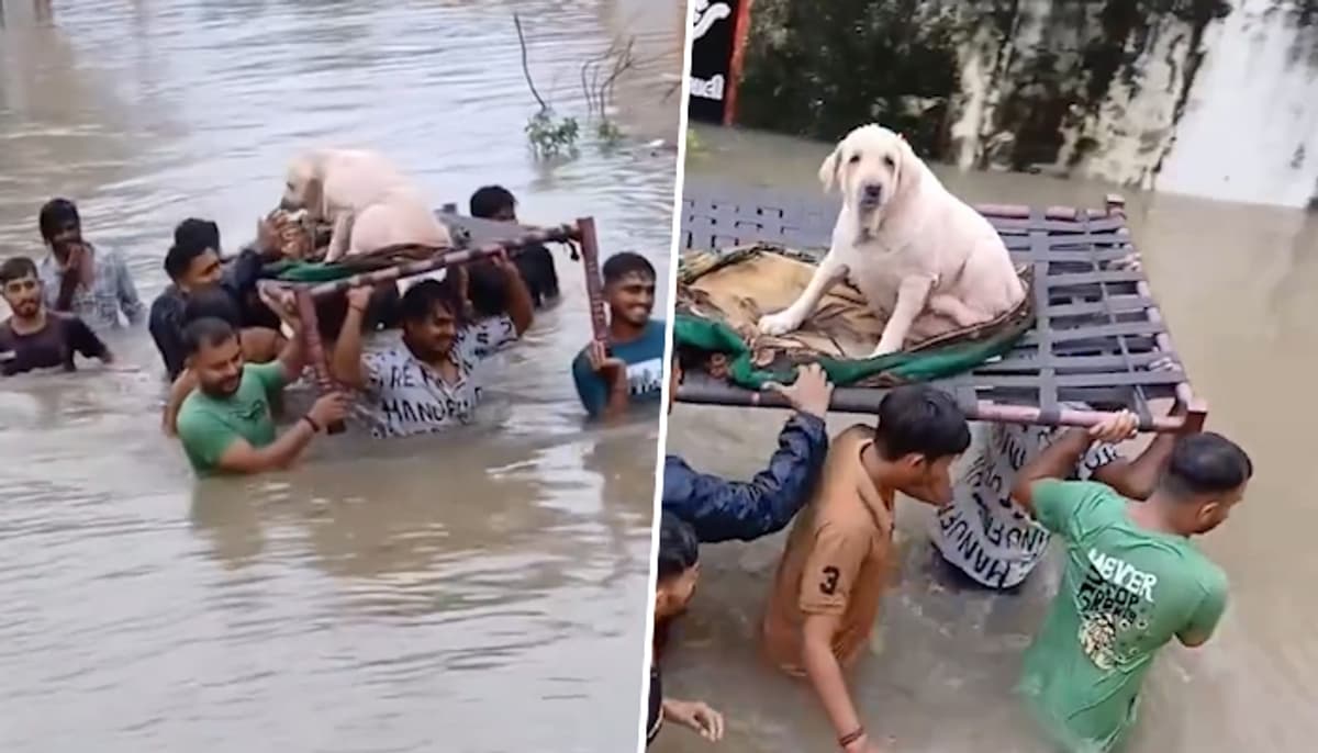 వడోదరలో వరదల్లో కొట్టుకపోతున్న ఓ శునకాన్ని స్థానికులు ఎలా కాపాడారో చూడండి