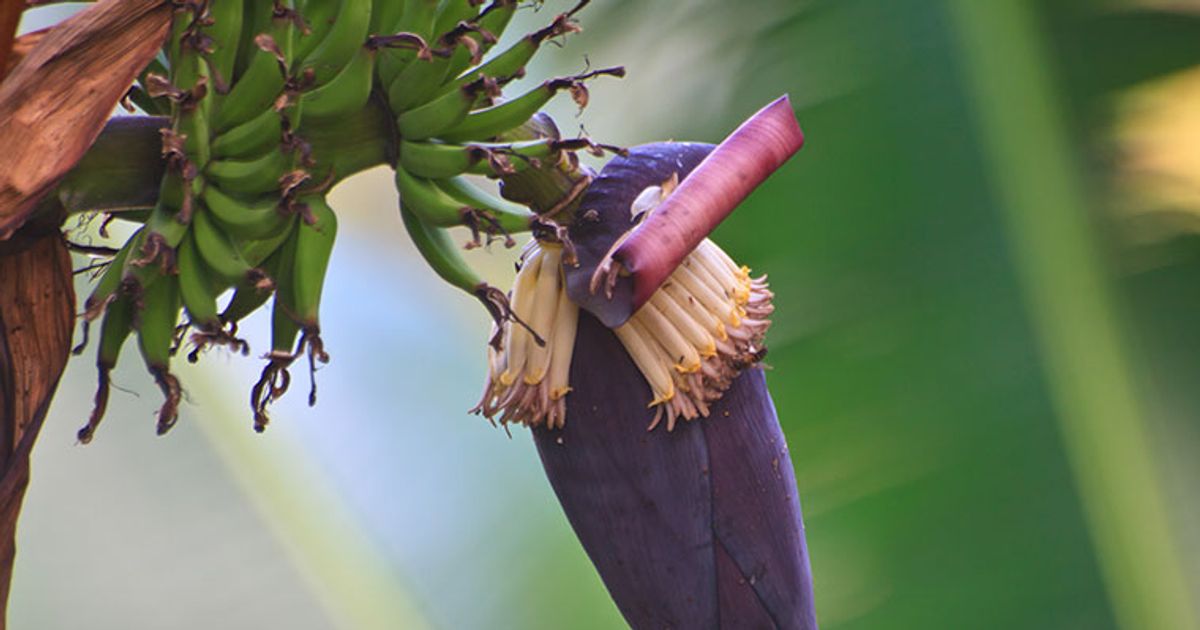 New Moms Will Notice This Health Benefit From Eating Banana Flower,Corn Snakes For Sale