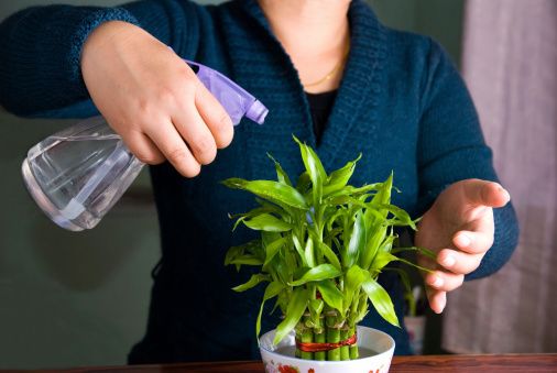 5 indoor plants you should have to bring you luck, wealth and good ...