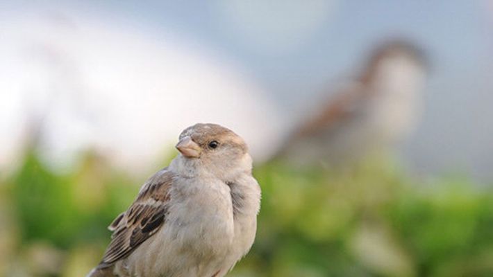 Missing Sparrows From Bengaluru Is It An Indication Of Serious