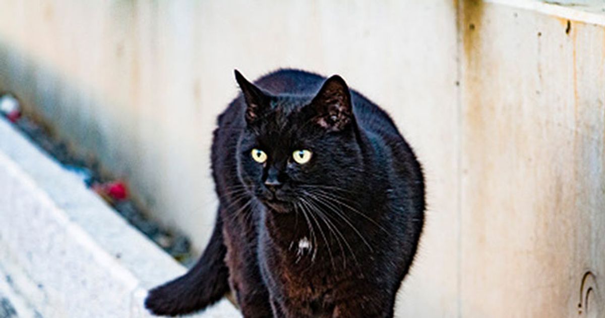 Do you know why black cats are considered unlucky?