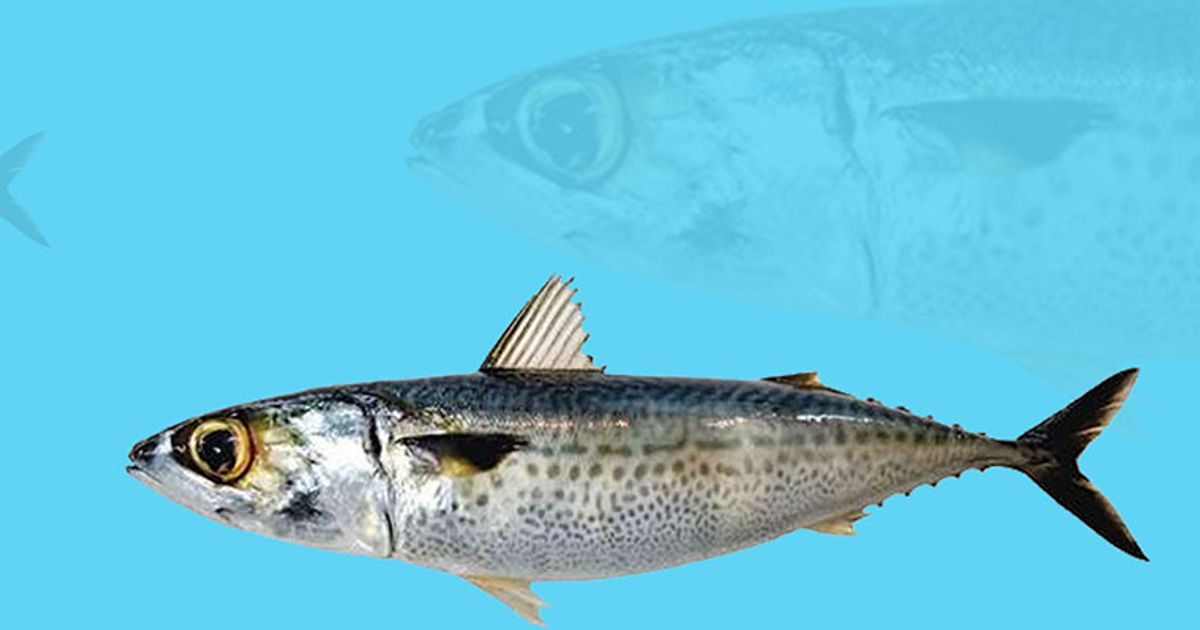 New edible fish offers a substitute for Kerala's favourites