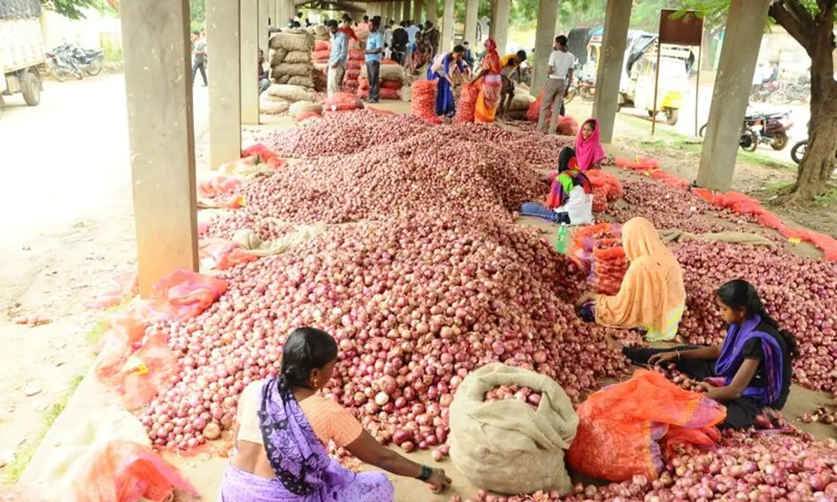 अच्छी खबर: जानें कहां मिल रहा है 35 रुपये प्रति किलोग्राम प्याज