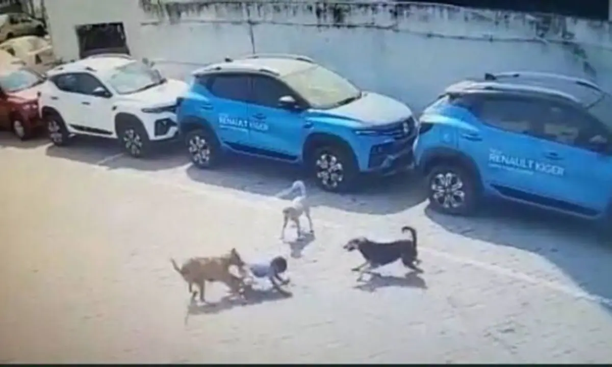 UP News: आवारा कुत्तों के झुंड के बीच 7 मिनट तक फंसी रही 5 साल की बच्ची, फिर ऐसे बची जान