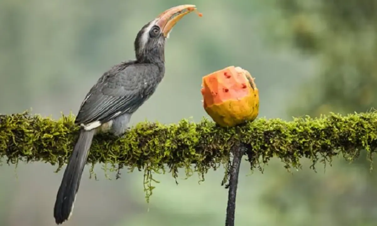 Fauna List: जीव जंतुओं की लिस्ट तैयार कर भारत ने रचा इतिहास, बना ऐसा पहला देश, जानें खास बातें
