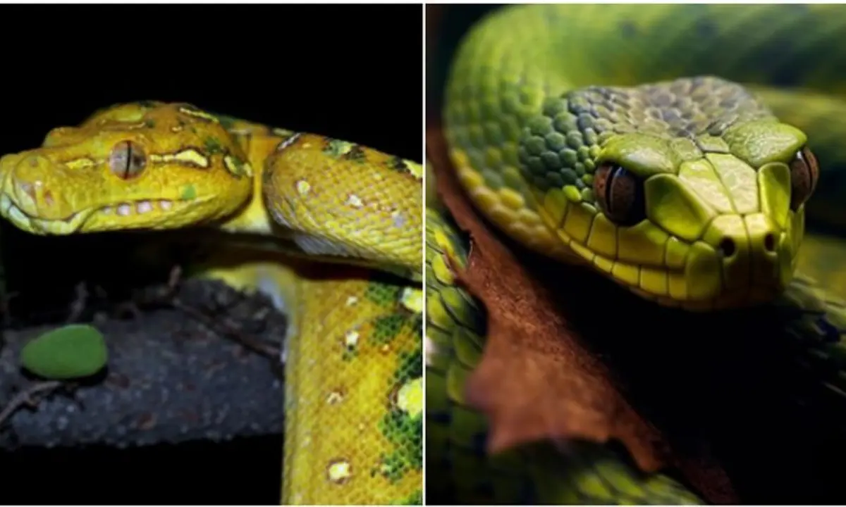The Most Venomous Snake: Not the Common Cobra or Python