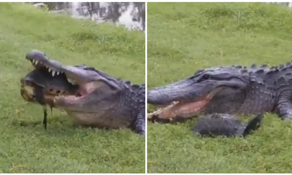 Alligator attempts to eat Turtle, but the result is unexpected