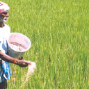 Karnataka Cracks Down on Illegal Fertiliser Sales, CM Siddaramaiah Orders Action Against Black Marketeers