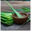7 Amazing Benefits of Growing Aloe Vera at Home