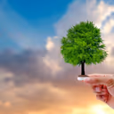 Can trees save the climate? Not with misleading maps, experts warn