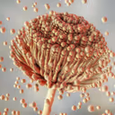 Climate change: How a deadly fungus called Aspergillus may become the next big global health threat
