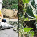 कोरोना संकट में बिच्छू घास को बना दिया हर्बल टी, अब दिल्ली मेट्रो की नौकरी छोड़कर दान सिंह कमा रहे हैं लाखों