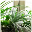 Home Interiors: 7 Long-Lasting Indoor Plants Perfect for Your Home