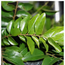 Best Ways to Store Curry Leaves Fresh for Longer Shelf Life