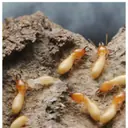 7 Effective Ways to Eliminate Termites and Protect Your Home