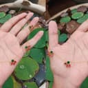 Invisible Necklace Design: 250 रुपये में खरीदें इनविजिबल नेकलेस, राखी से दिवाली तक पहनें ट्रेंडी डिजाइन
