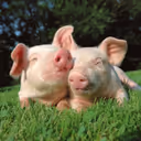 Pet Animals : కుక్కలు, పిల్లులే కాదు... మనుషులతో కలిసిపోయే టాప్ 7 జంతువులివే