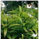 Gardening Tips: ఇంట్లో కచ్చితంగా పెంచుకోవాల్సిన మొక్కలు ఇవే!