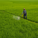 India’s Fertiliser Bill Set to Rise Due to China Supply Issues, Global Price Hike