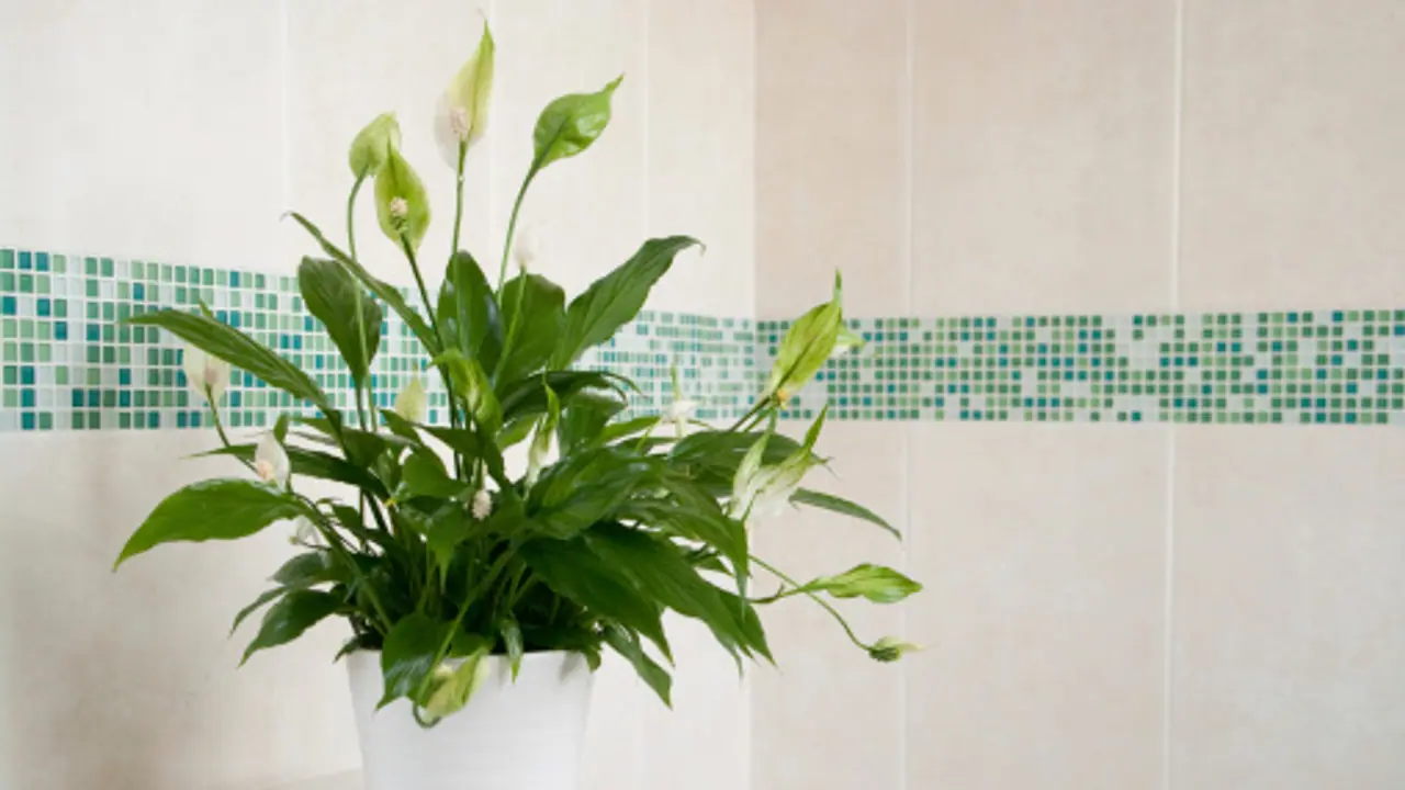 11 indoor plants that increase the air quality in your house