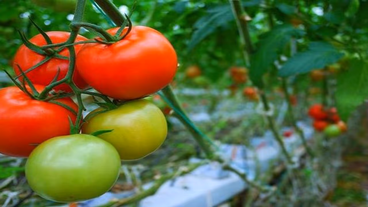 Tomato Farming Tomato Farming