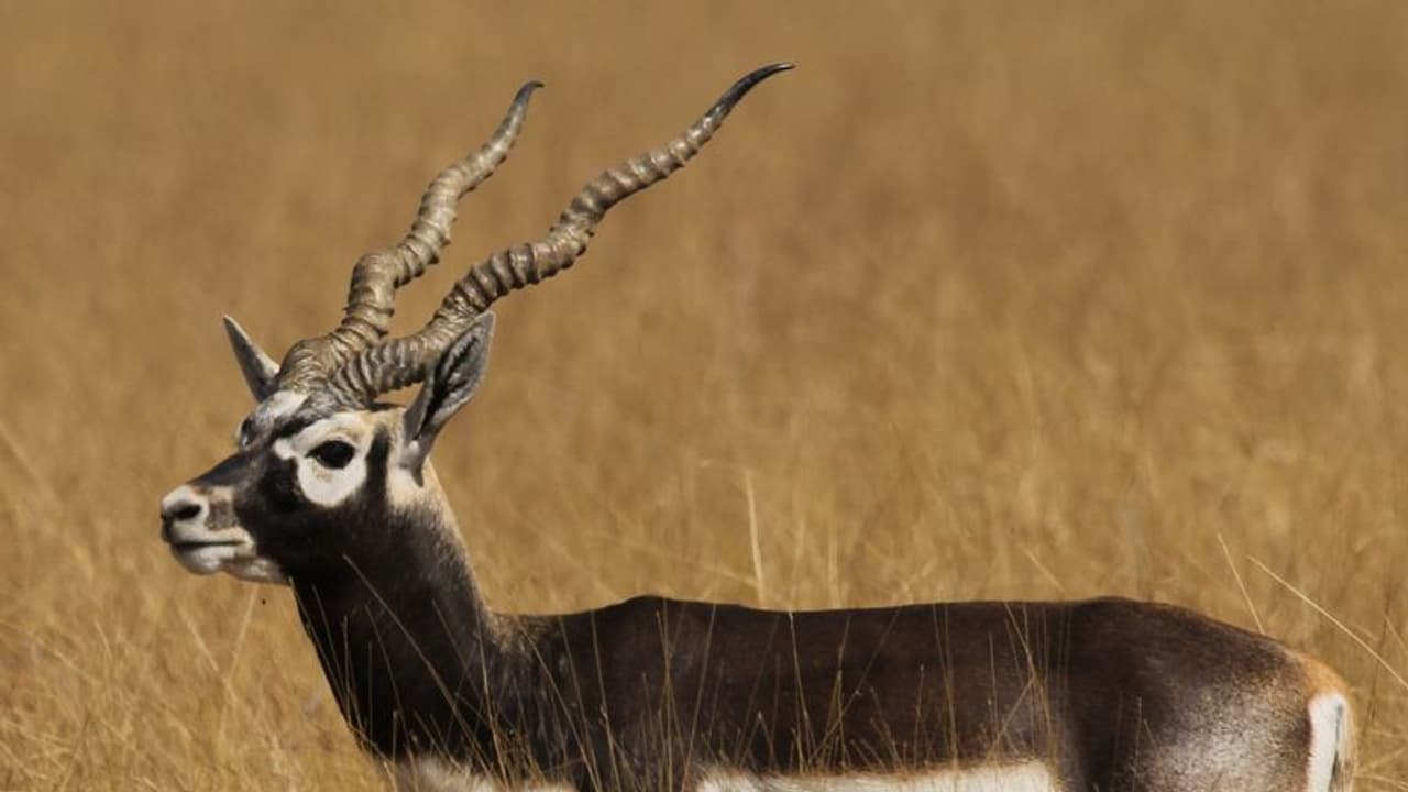 Black buck