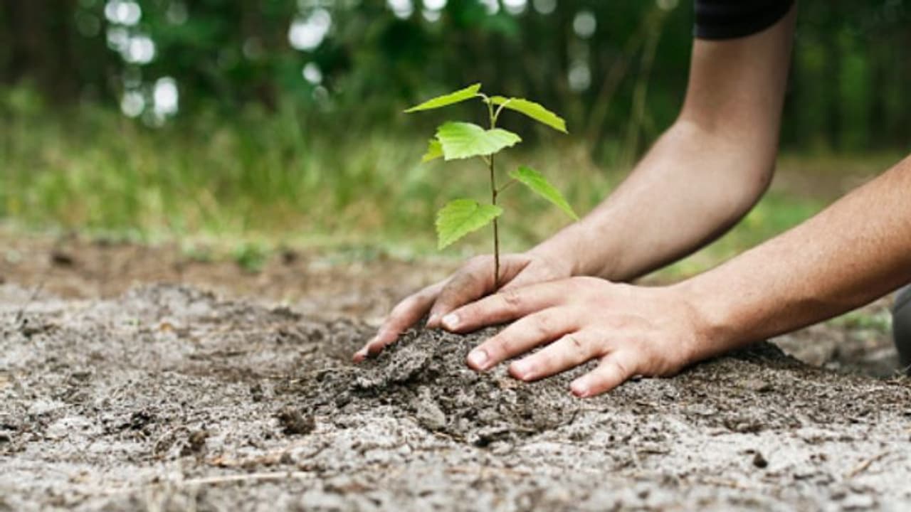 One need to plant 10 trees to get passing certificates in Philippines