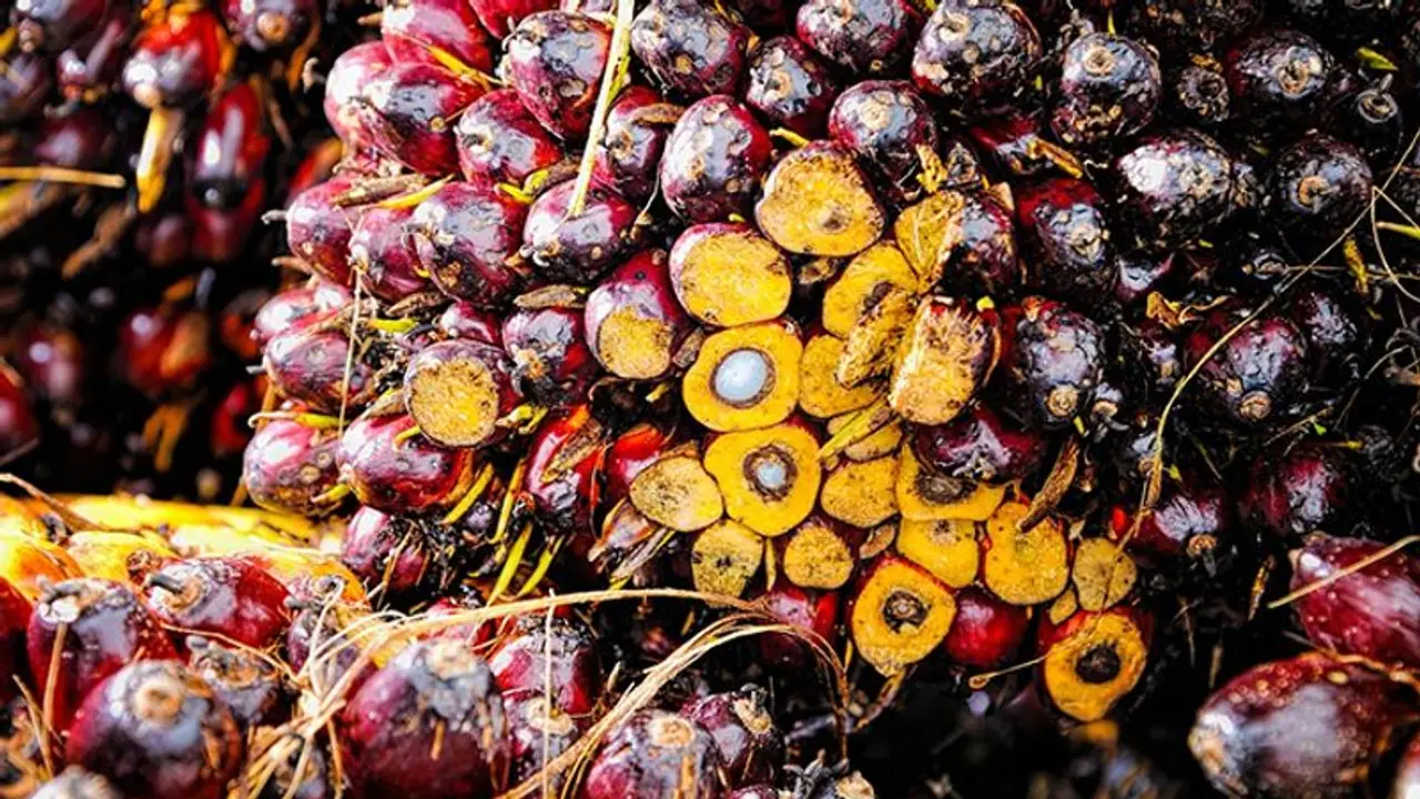 Palm oil Palm oil