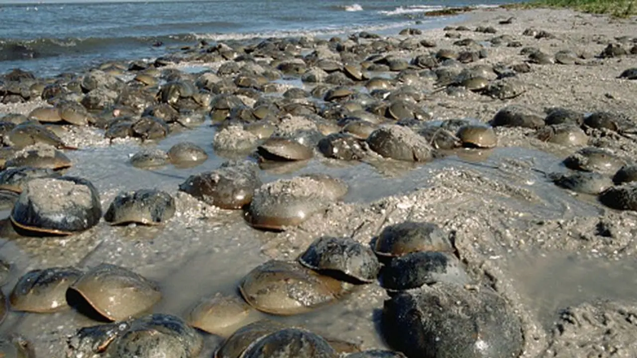 horseshoe crab horseshoe crab