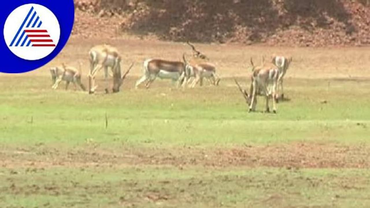 Wild Animals Wild Animals