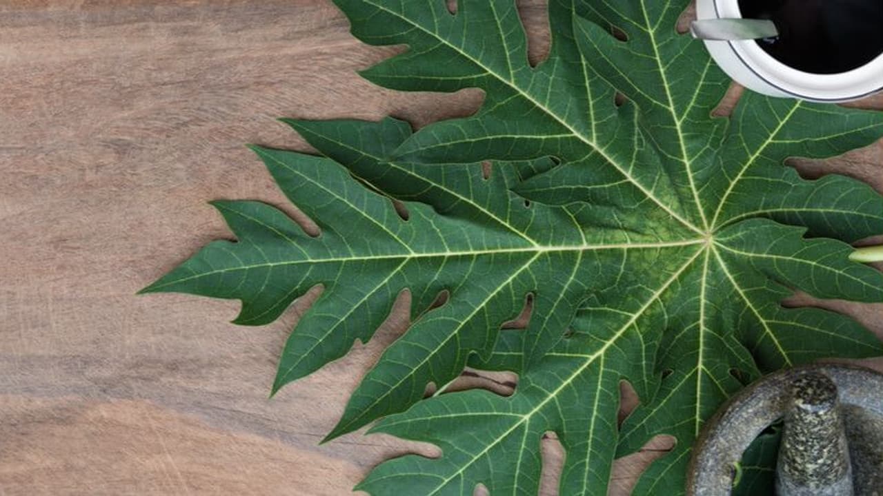 papaya leaves