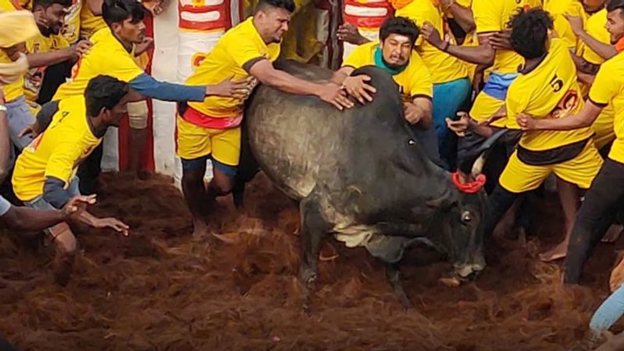 Alanganallur Jallikattu