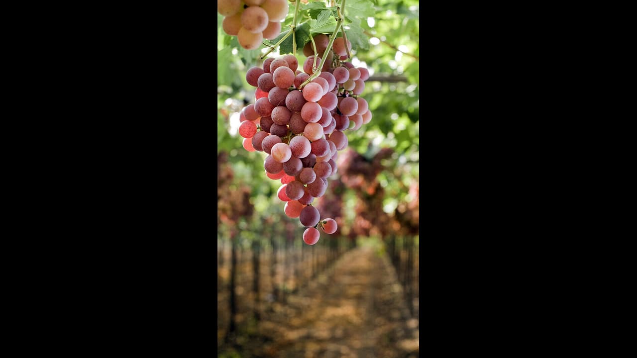 Follow these 5 tips to choose sweet and sour grapes Follow these 5 tips to choose sweet and sour grapes