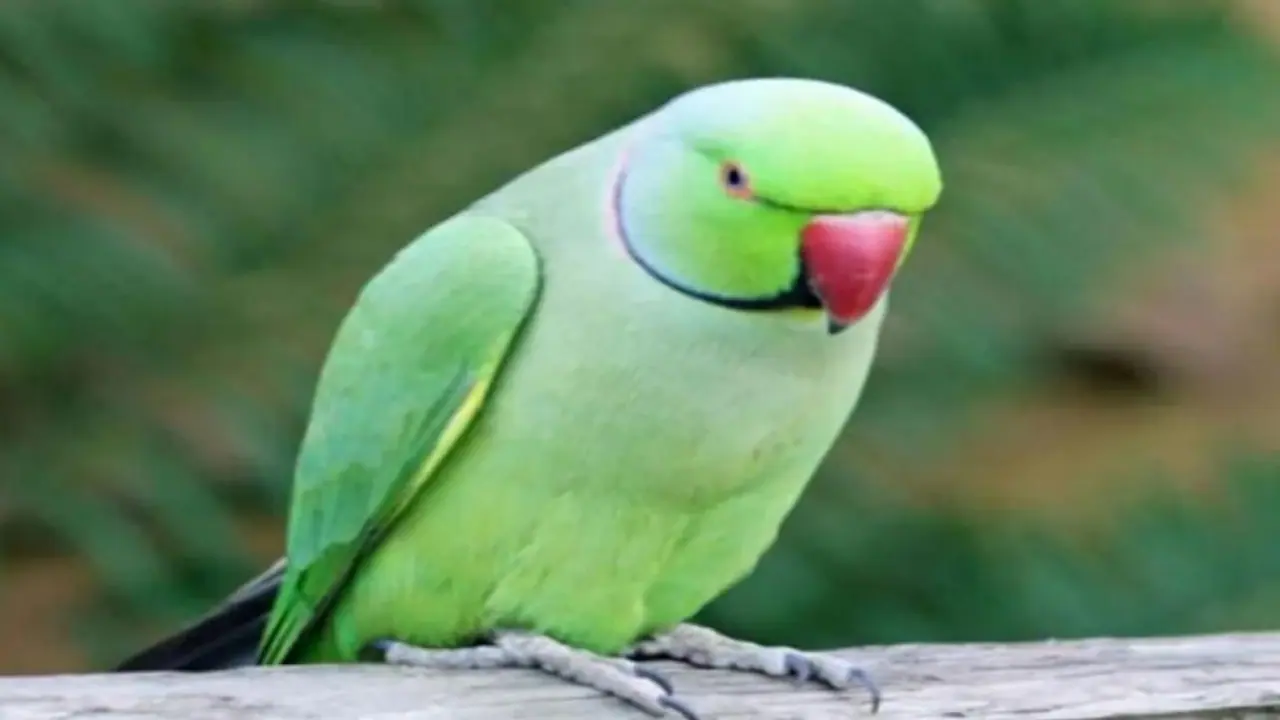 parrot .jpg parrot .jpg