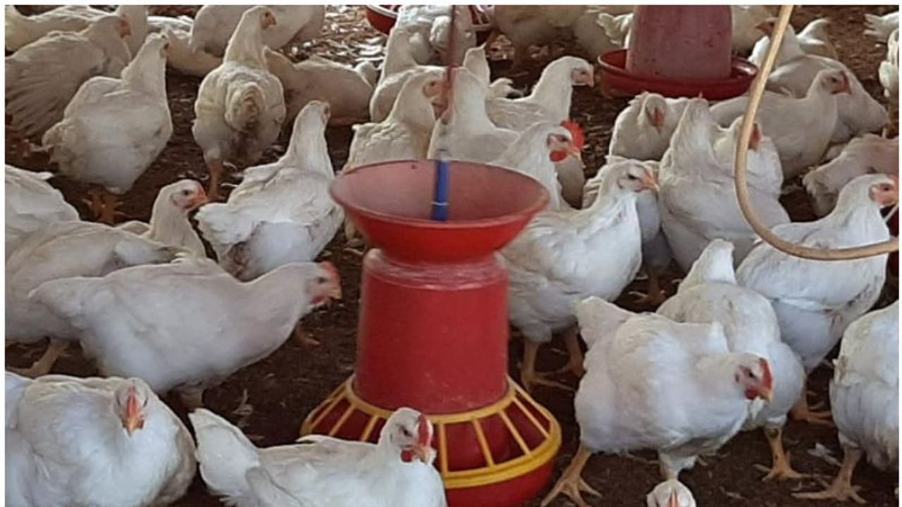 poultry farm poultry farm