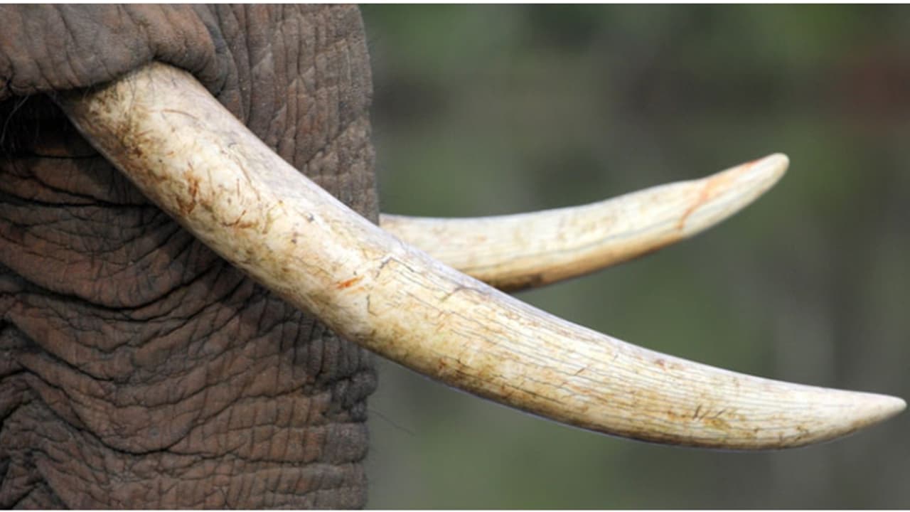 elephant tusk elephant tusk