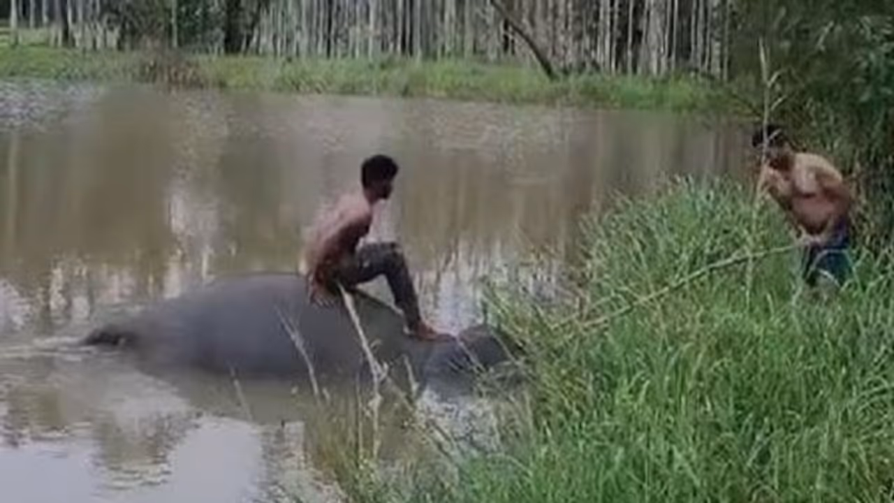 Elephant Elephant
