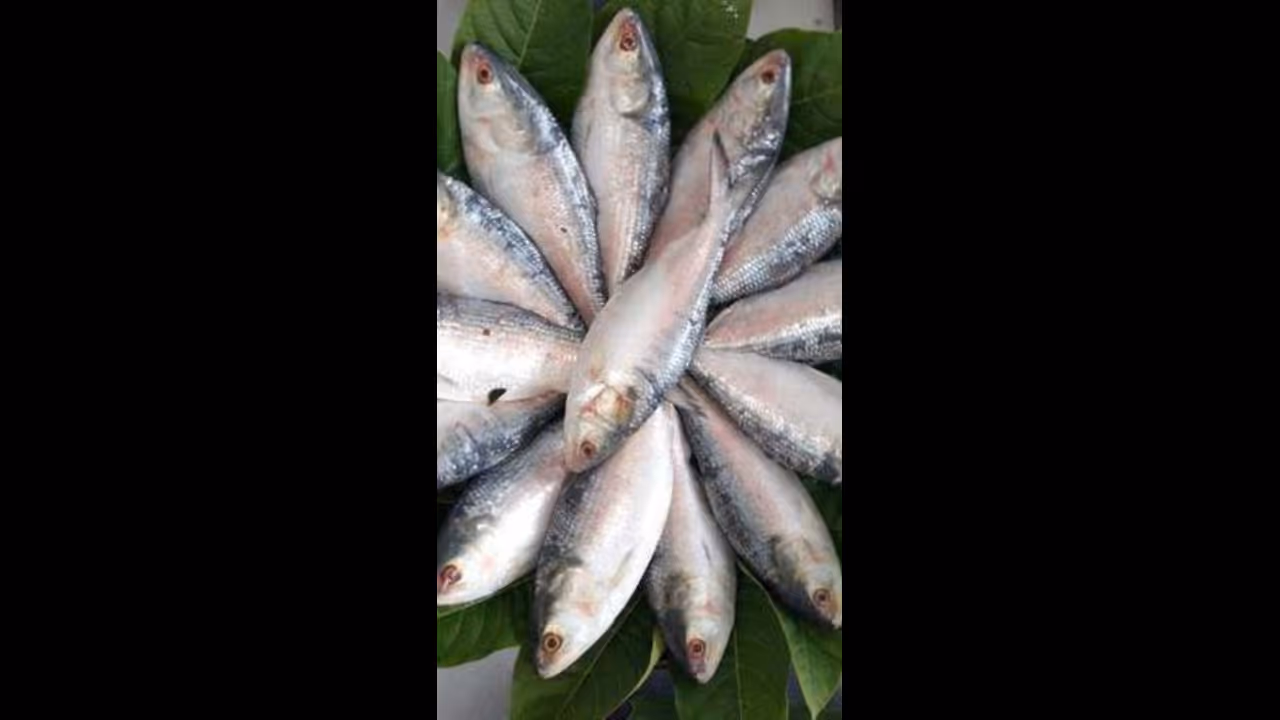 hilsa fish 
