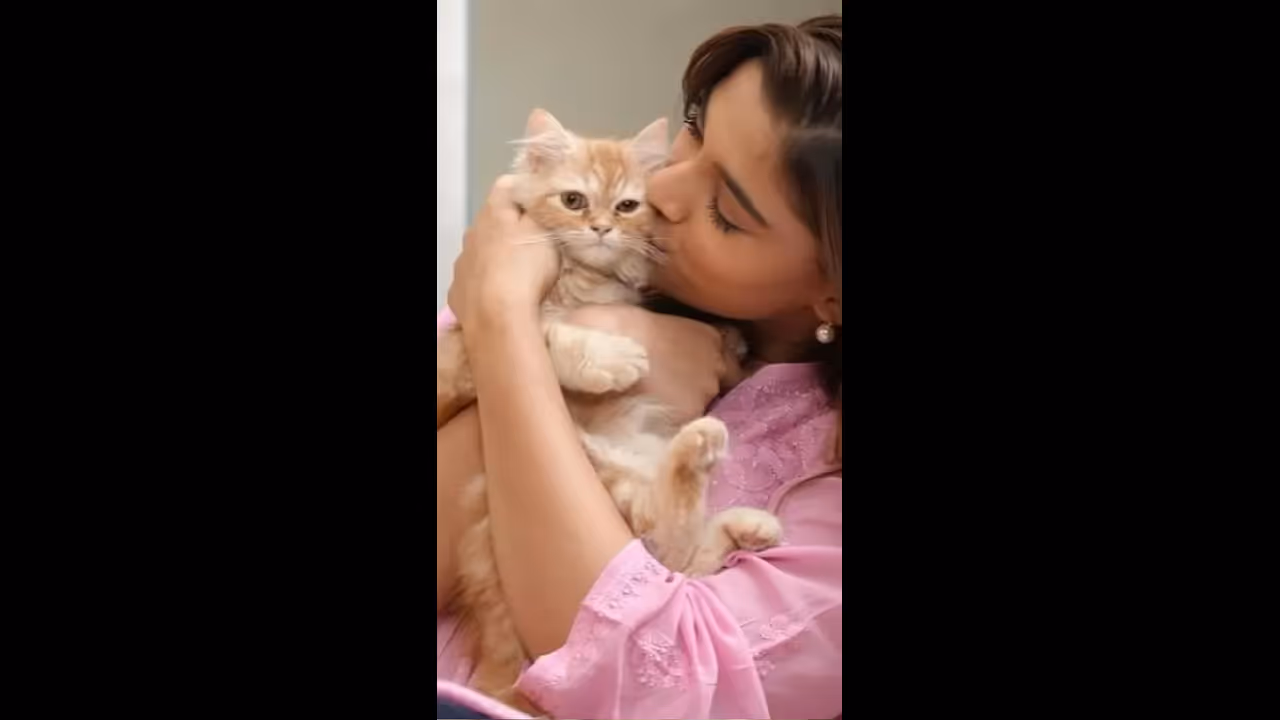 Why do celebrities keep cats know Here