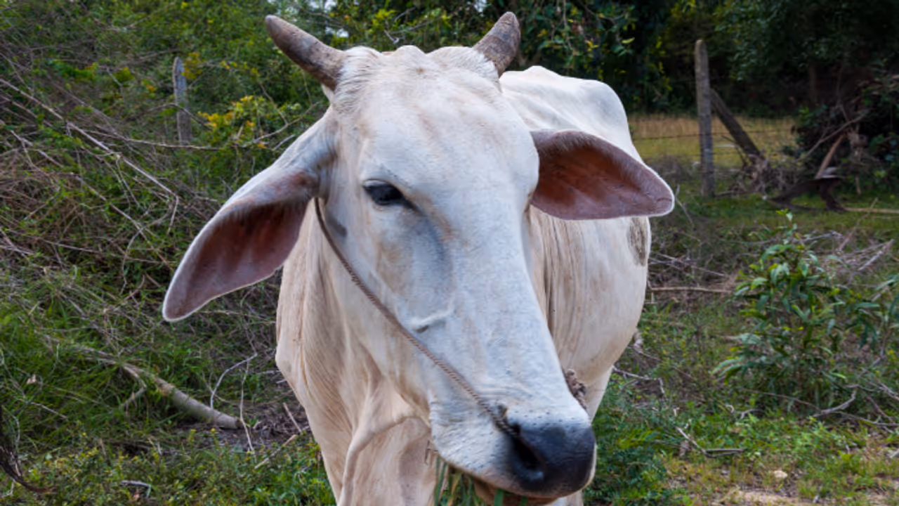 Cow