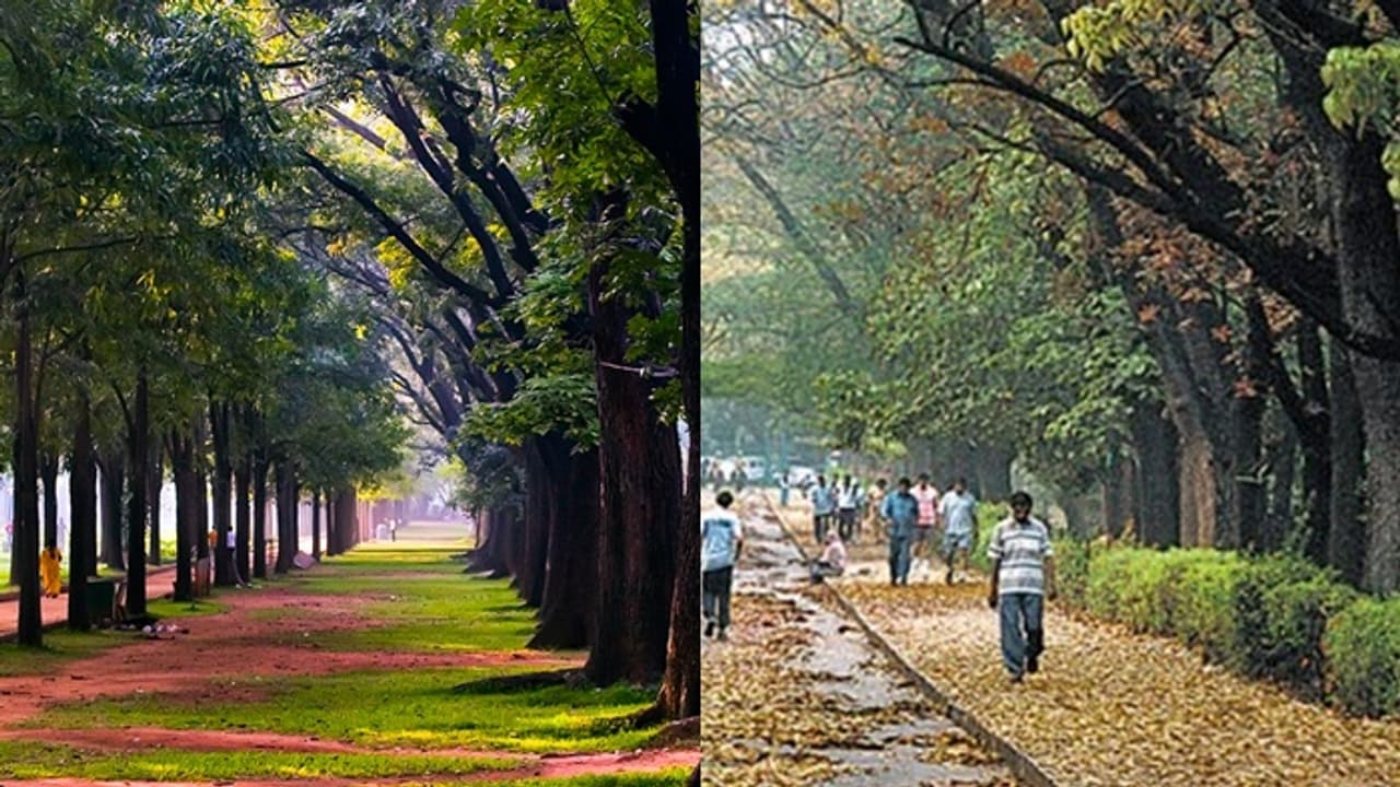 Cubbon park Cubbon park