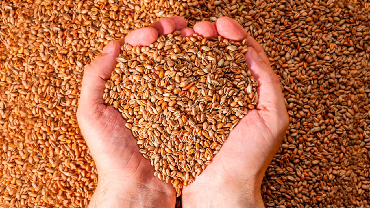 barley grains barley grains