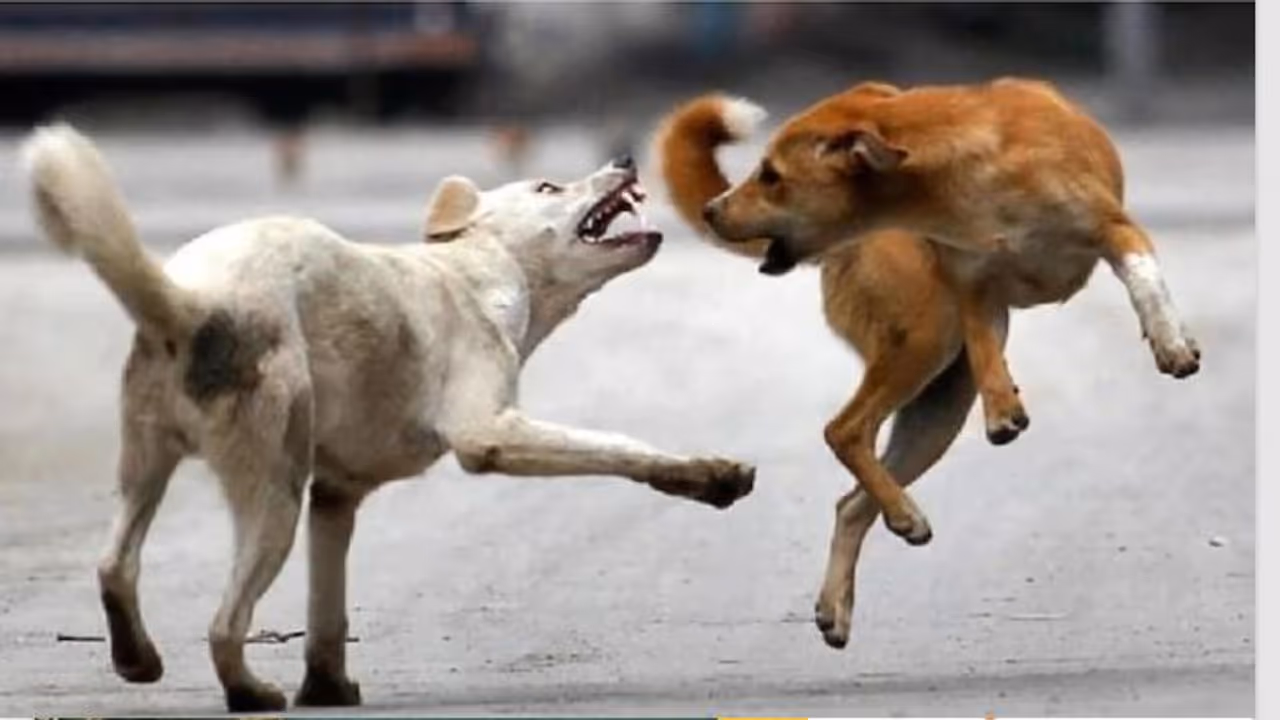 girl was bitten by ferocious dogs girl was bitten by ferocious dogs