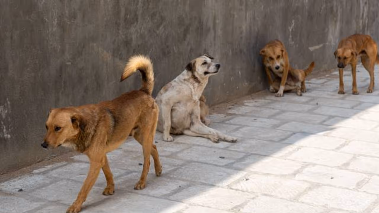 stray dogs stray dogs