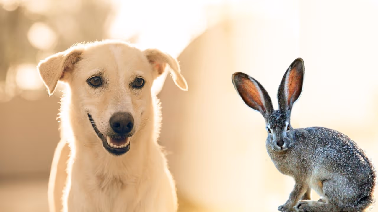 dog, rabbit, luck, Money, dog, rabbit, luck, Money,