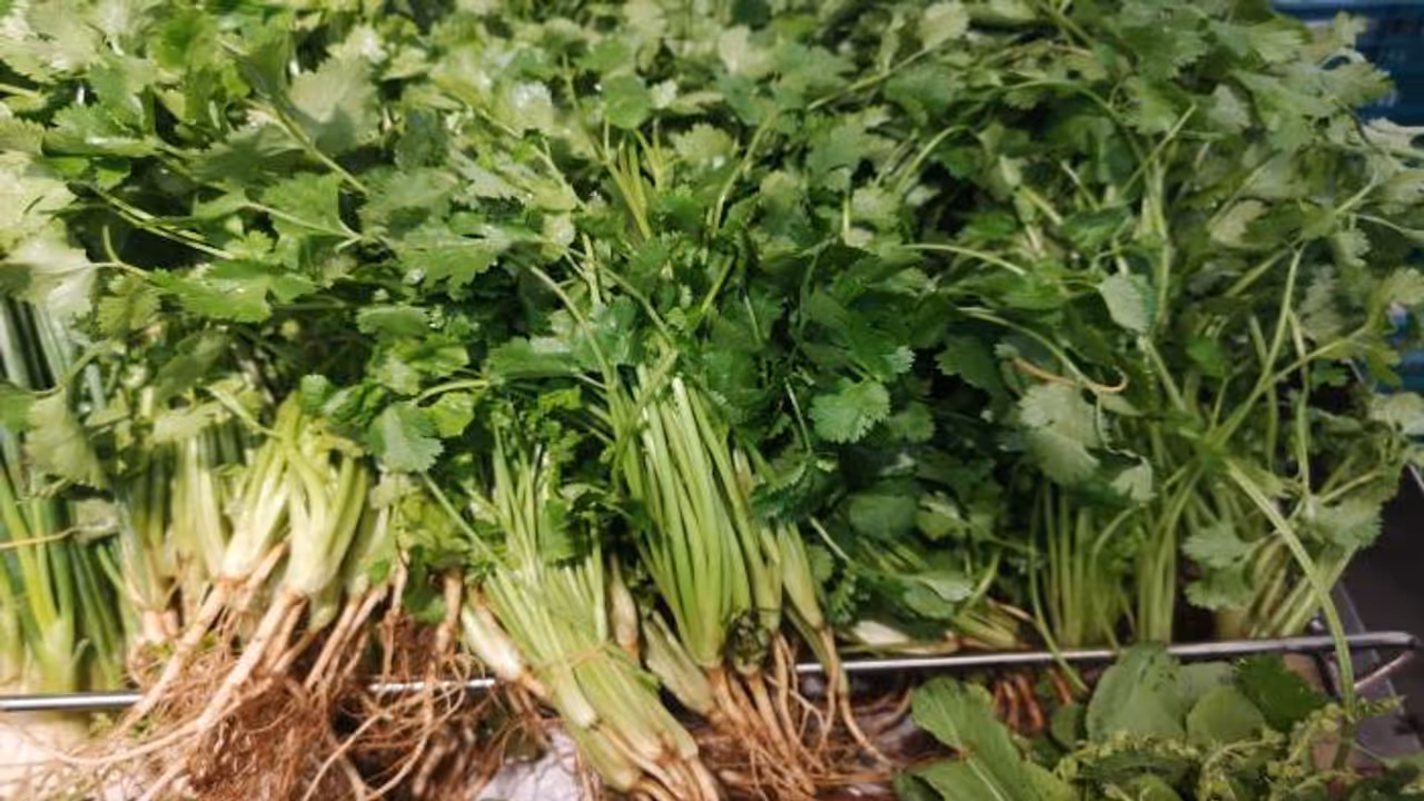 coriander leaves