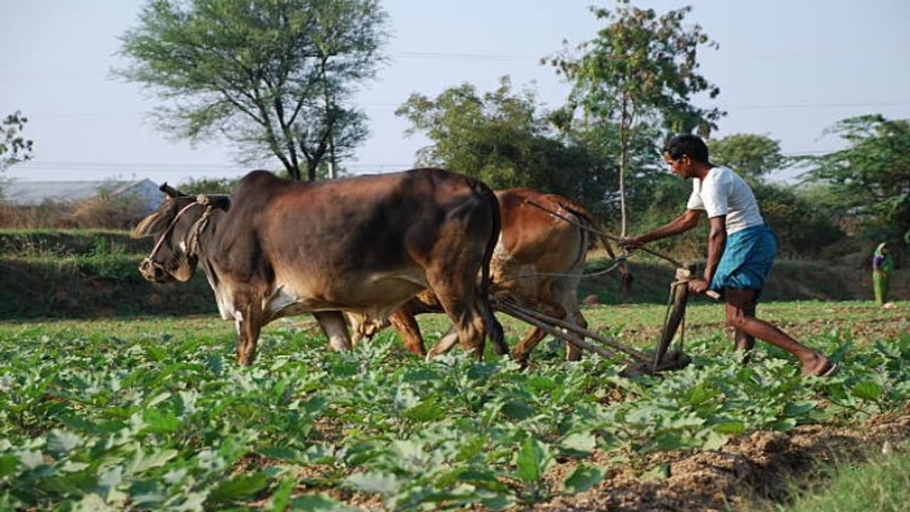 Farmers plowing fields