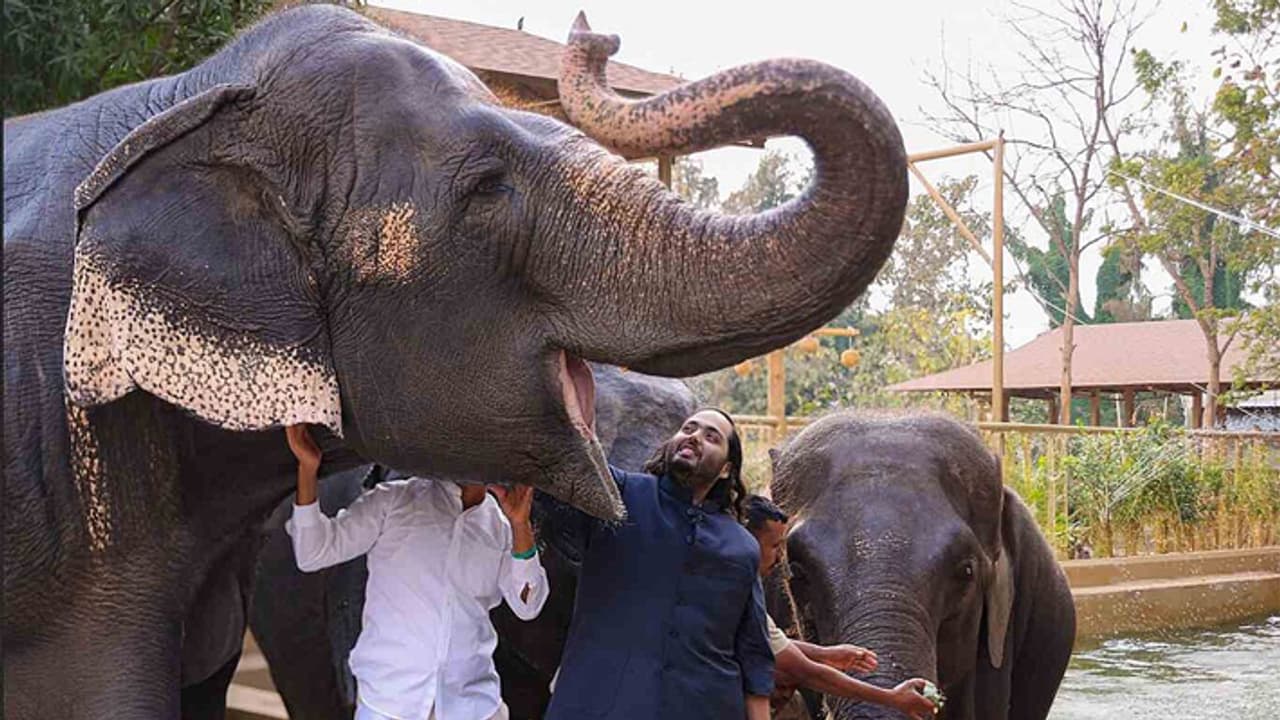 Anant ambani Vantara 