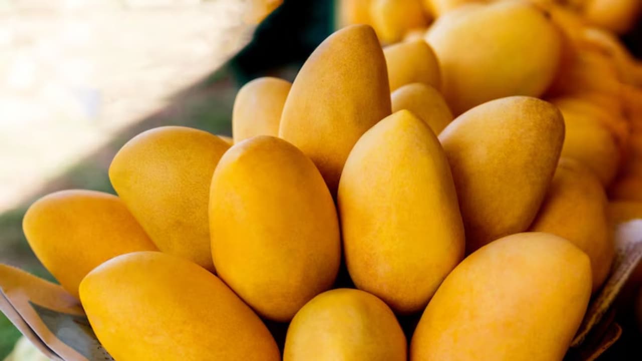 totapari mango uses and taste profile